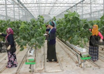 Van’da eksi 46 dereceye rağmen jeotermal serada salkım domates yetiştiriliyor