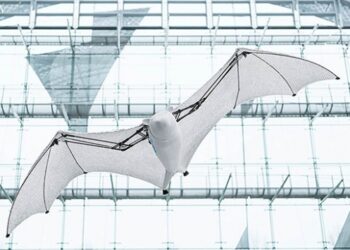 Biyonik uçan tilki yeteneklerini sergiledi