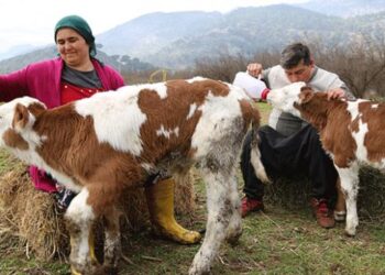 Sevgililer Günü’nde tektaş yerine seçtiği buzağıyla çiftlik kurdu
