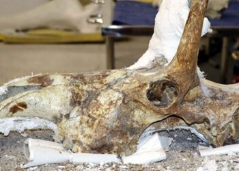 Kayseri’de bulunan 7,5 milyon yıllık zürafa kafatası temizleniyor