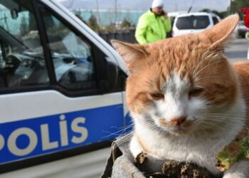 Samsun’da polislerin maskotu ‘Cemşit’