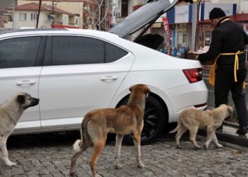 Sokak hayvanları her gün onu bekliyor