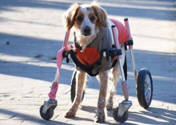 ‘Latte’ yürüteçle yeniden yürümeye başladı