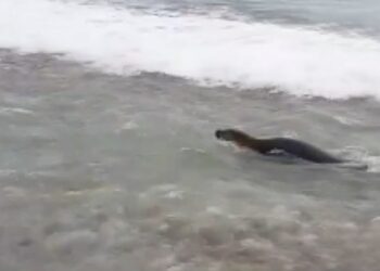 Antalya’da Akdeniz foku görüntülendi