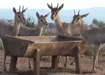 Dağ ceylanlarının sayısı artıyor