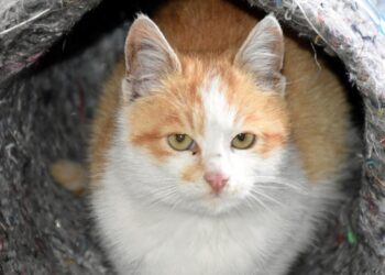 Eski damacana ve battaniyeler kedilere yuva oldu