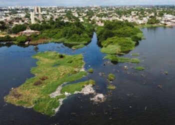 Bilim insanları deniz yosunundan elektrik akımı elde eden bir yöntem geliştirdi