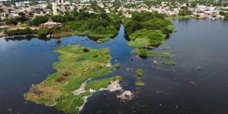 Bilim insanları deniz yosunundan elektrik akımı elde eden bir yöntem geliştirdi