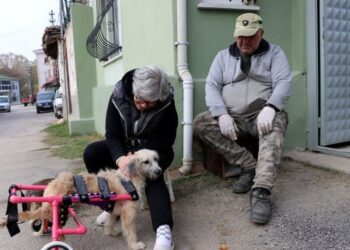 Adını Şans koydukları engelli köpeğe çocuğu gibi bakıyorlar