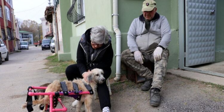 Adını Şans koydukları engelli köpeğe çocuğu gibi bakıyorlar