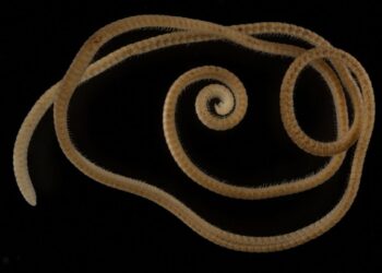 Yeraltı dünyasında rekor: 1306 bacaklı kırkayak keşfedildi