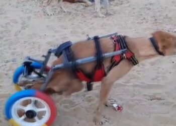 Eski bisiklet ve oyuncaklardan hayvanlara yürüteç yaptılar