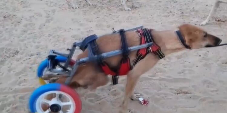Eski bisiklet ve oyuncaklardan hayvanlara yürüteç yaptılar