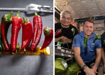 NASA’dan uzayda ‘biberli’ iki dünya rekoru
