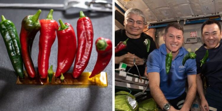 NASA’dan uzayda ‘biberli’ iki dünya rekoru