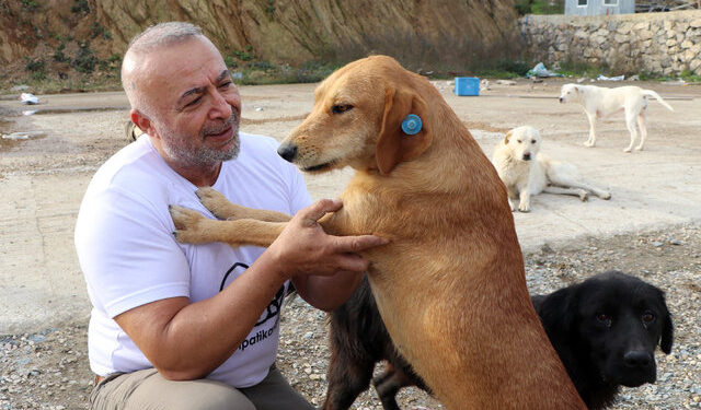 Sokak hayvanlarını beslemek için karavanıyla 15 il dolaştı