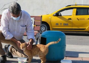 İzmirli taksici ‘mama kutusunda’ biriken parayla sokak kedilerini besliyor