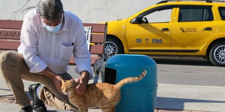 İzmirli taksici ‘mama kutusunda’ biriken parayla sokak kedilerini besliyor