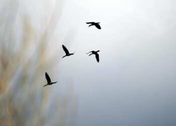 Godwit kuşu 13 bin kilometre ile kendi rekorunu kırdı