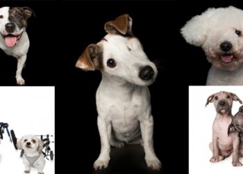 Engelli köpek fotoğrafçısı: Alex Cearns