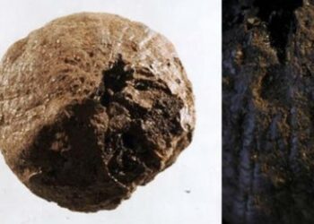 İsveç’te 1500 yıllık kuru soğan bulundu