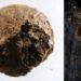 İsveç’te 1500 yıllık kuru soğan bulundu