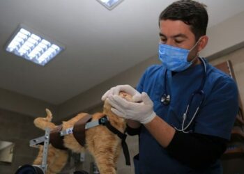 Felçli kedi Şanslı yürüteçle adım atmaya başladı