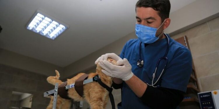 Felçli kedi Şanslı yürüteçle adım atmaya başladı