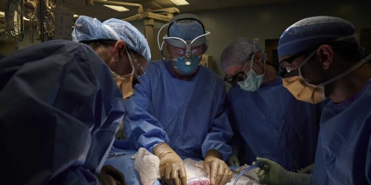 Dünyada bir ilk! Domuzdan insana böbrek nakli