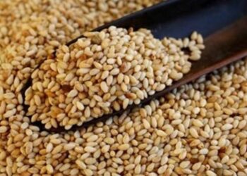 ‘Manavgat Altın Susamı’ coğrafi işaret ile tescillendi