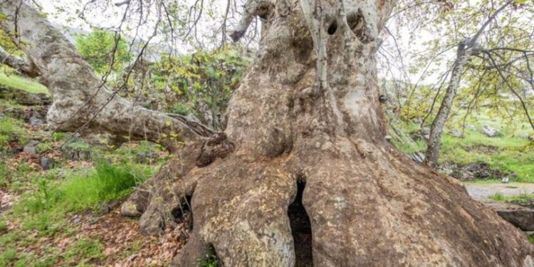 `Doğu çınarı’ anıt ağaç olarak tescil edildi