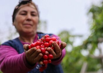 Kiraz diyarında ilk hasat heyecanı başladı