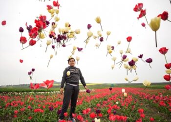 Lale tarlalarında kırım zamanı başladı