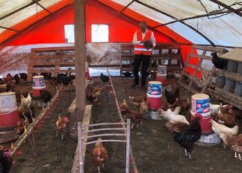 55 yıllık yumurta üreticisinden sıra dışı ‘müzikli’ yöntem