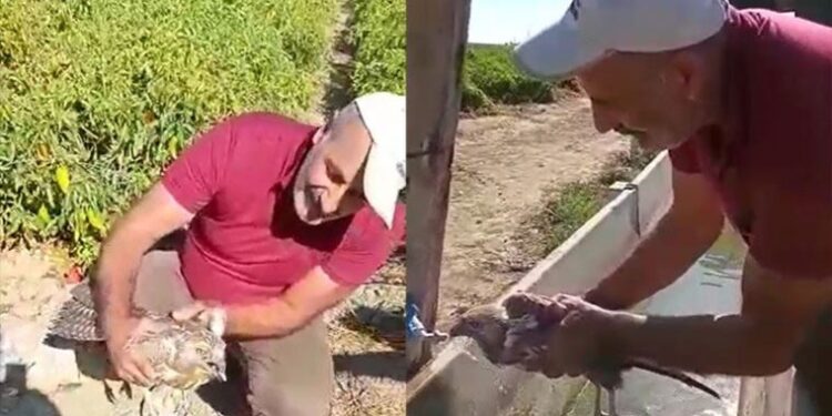 Acı biber yiyip kalbi duran şahini, çiftçinin masajı kurtardı