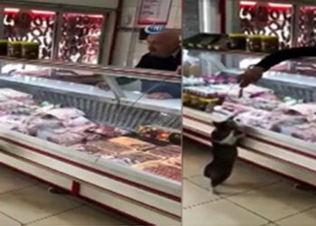 Kasap sordu, kedi miyavlayarak cevap verdi