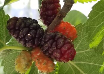 Şebinkarahisar karadutu tescillendi