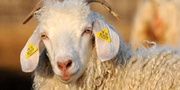 Ankara tiftiğine coğrafi işaret