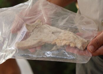 4 bin yıl öncesine ait aslan çene kemiği bulundu