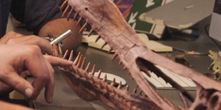 Şili’de ‘uçan ejderha’ fosili bulundu