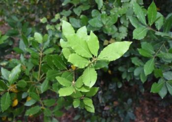 ‘Türk Defnesi’ coğrafi işaret almaya hak kazandı