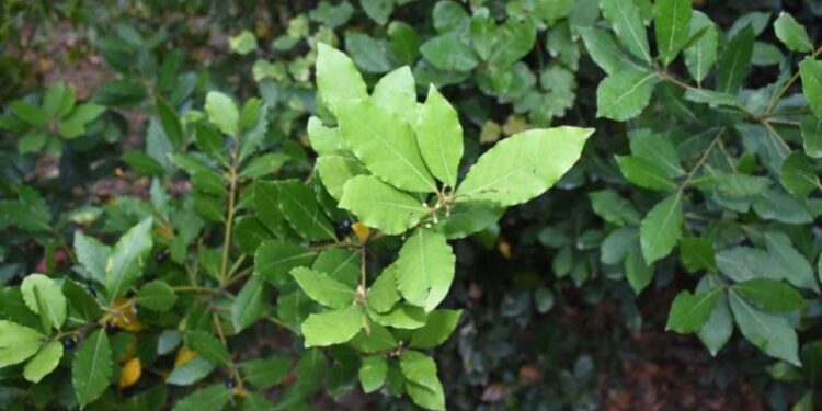 ‘Türk Defnesi’ coğrafi işaret almaya hak kazandı