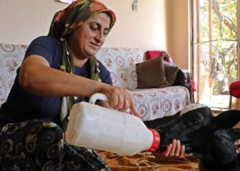 Prematüre doğan buzağını evine aldı, biberonla besleyip altını bezledi