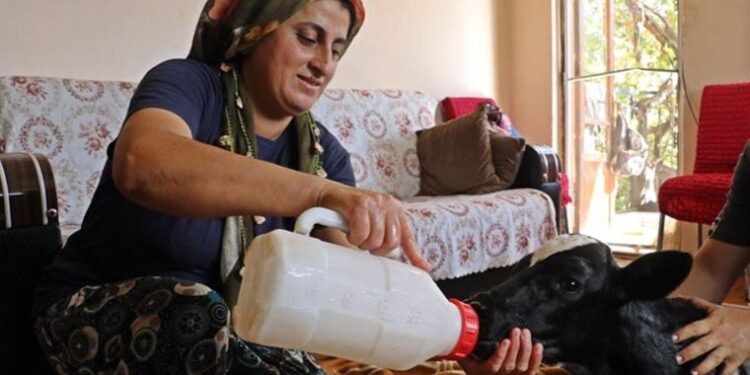 Prematüre doğan buzağını evine aldı, biberonla besleyip altını bezledi