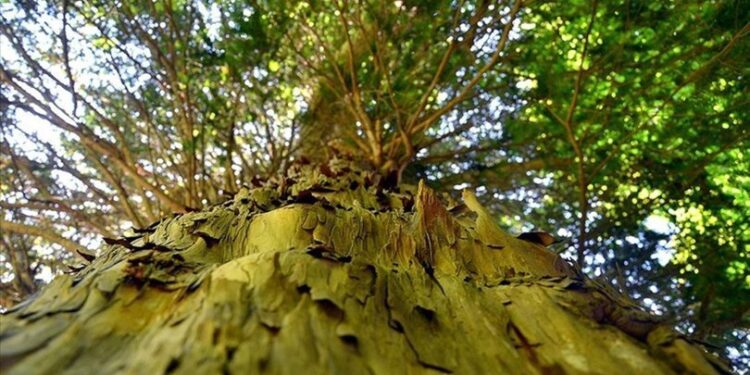 Porsuk ağacında kanser hücrelerini küçültüp yok eden ilaç bileşiği tespit edildi