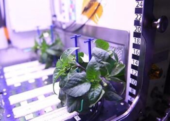 Bu fideler uzayda çiçek açtı!