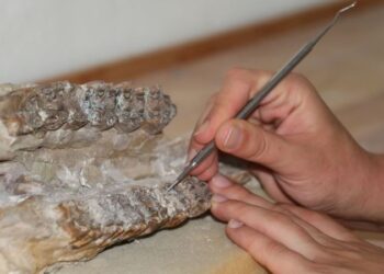 ‘Çorakyerler’ kazı alanında bu yıl 7 türe ait 104 fosil bulundu