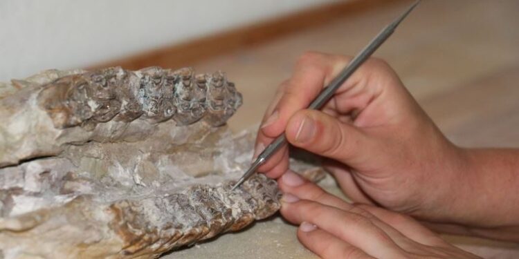 ‘Çorakyerler’ kazı alanında bu yıl 7 türe ait 104 fosil bulundu