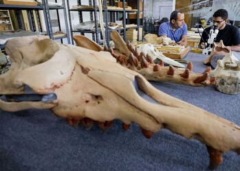 Araştırma: 43 milyon yıllık dört ayaklı balina fosili keşfedildi