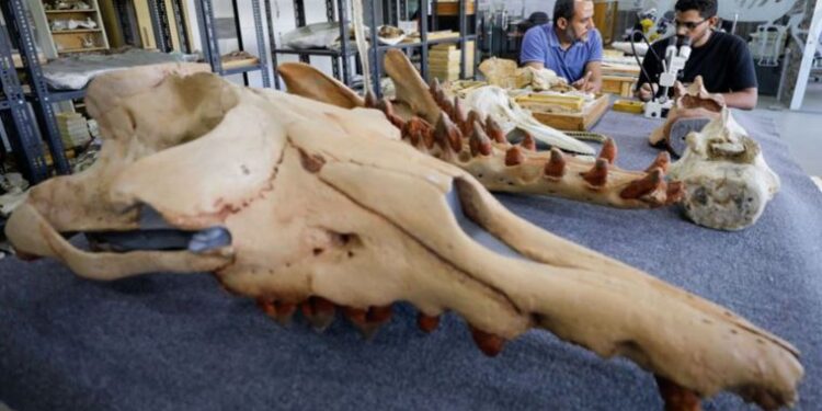 Araştırma: 43 milyon yıllık dört ayaklı balina fosili keşfedildi